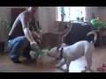 Amerikansk bulldog - Lucha 8 uker