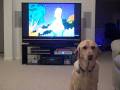 videos de Echo Likes Squeakers