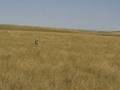 Montana Pheasant Wins