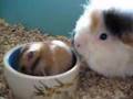Cavia en Hamster (Guinea pig and Hamster)