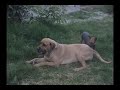 Perro Peruano Electrico