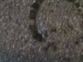Terro-Ant-Killer-Liq