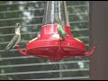 Hummingbird Dive Bomb Boogie