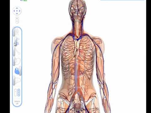 google body browser - A preview of how using Google Body Browser you can quickly move from the layers using the slider widget.