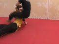 Sambo Cup 2007 in Slovakia - Kosice