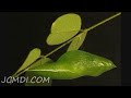 720p HD California's state insect- Dogface Butterfly Life Cycle Documentary