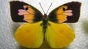 720p HD California's state insect- Dogface Butterfly Life Cycle Documentary