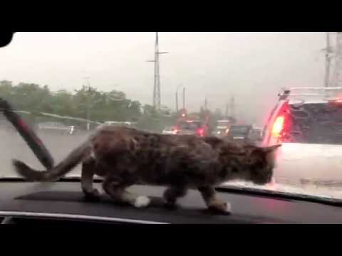 797 wipers - Minstee was always the most excited one in the car. And it rained yesterday so we could film her fighting the car wipers... Easy minstee they are on our side :)