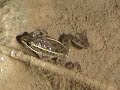 Spots the Super Frog part 1