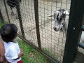Jayden Ratnam at the Animal Resort Jayden Ratnam at the Animal Resort