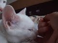 sucle finger pt 2