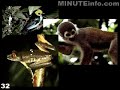 Amazon Rainforest in One Minute