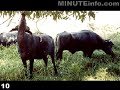 Amazon Rainforest in One Minute