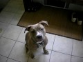 Dogbook Movie: Teaching Sophie "down."