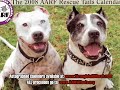 all or nothing tattoo pit bull rescue part 2