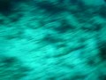 sea turtle