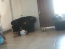 junior y su cuautemilla