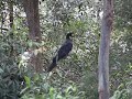 Yellow-Tailed Black Cockatoo
