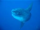 Mola Mola at Bali (Oct 2006)