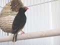 Singing Pet Bird - Straw-tailed Whydah... 'El Gran Caruso'