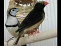 Singing Pet Bird - Straw-tailed Whydah... 'El Gran Caruso'