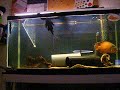 γρύλος-δεμπσευ-κόκκινος-Oscar-kaj- 
pleco.html