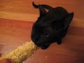 corn-eating kitteh: http://bit.ly/5NR0q