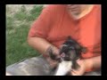 Little Doggie: Ualuealuealeuale