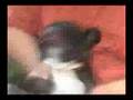 Little Doggie: Ualuealuealeuale