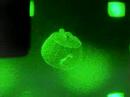 the movie shows a rotating teapot by our electroholography 3d display system. the system consists of 3 lcd panels(3*1920*1080 pixel cgh), a green laser and some lenses.
in principle, an electroholographic 3d display can reconstruct a natural 3d images in space. however, it is difficult to reconstruct such a 3d images.
the problems of the small size and the narrow viewing zone for a reconstructed 3d object are essentially caused by the rough pixel pitch and the low resolution of an lcd panel. in order to enlarge the viewing angle and the size, an lcd panel for a cgh must have a large displaying area and a minute pixel pitch, because the viewing angle is proportional to the displaying area and the size is inversely proportional to the pixel pitch, respectively.
for instance, a method solving the problems can equivalently enlarge the resolution and miniaturize the pixel pitch by tiling some lcds and using lenses.

for more details, please visit our homepage.

http://gabor.yz.yamagata-u.ac.jp/~shimo/