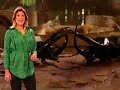 biologia-o-mundo-de-insetos-01-prof-toid.html