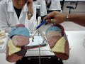 Anatomia