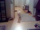 American Curl noutaa lelua - American curl fetch a toy