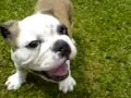 ROCKY BULLDOG
