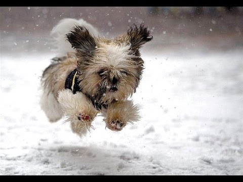 Dogs Playing in Snow Compilation
