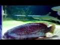 sharks 720p from Nokia N82 (SuperResolution Enhancement)