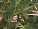 Cuttings from Large Plants