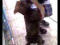 Dog Dry Humping Kid
