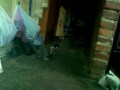 haal y los gatitos
