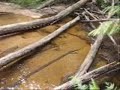 A hike in the Yarra State Forest, along the La Trobe River, 80 km east of Melbourne, February 27, 2008