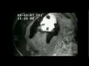 Bai Yun Birth Video