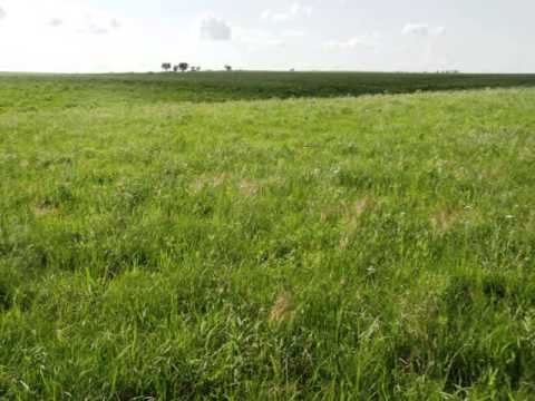 LAND AUCTION: Friday, August 2, 2013 at 7:00pm (320 Acres ~ Lyon Co ~ Grass & Home)