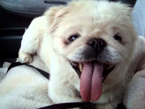 pekinese