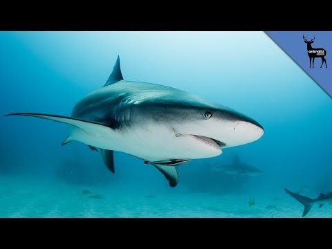 Sharks Return to Their Birthplace to Give Birth