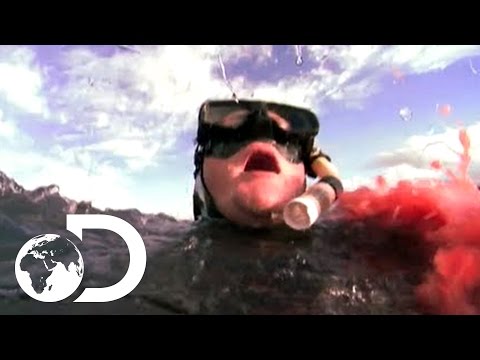 sneak - When New Zealand diver Vaughn lost his arm to a Great White Shark, it attacked so fast he didn't even realise he'd been bitten at first. For more shark info ...