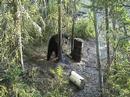 Black bear sow with 3 cubs Black bear sow with 3 cubs