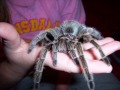 my spiders