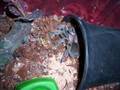 my spiders