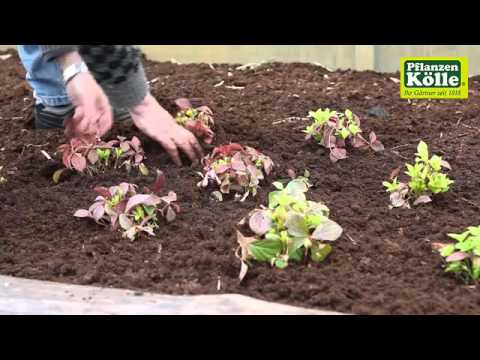 Bodendecker im Garten einpflanzen - Videoanleitung