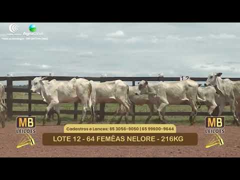 535� LEIL�O VIRTUAL MB LEIL�ES